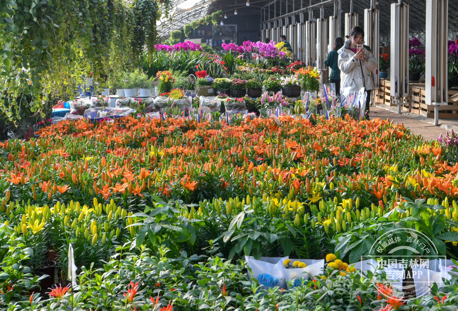 长春市花卉市场这里真可以用花团锦簇形容,似乎把春天搬进了花窖.