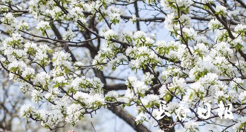 长春莲花山梨花节图片